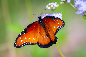 Queen Butterfly on Flower at Pedernales State Park, Texas