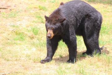ours à collier dans son parc au zoo