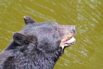ours à collier dans son parc au zoo
