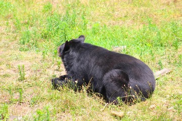 ours à collier dans son parc au zoo