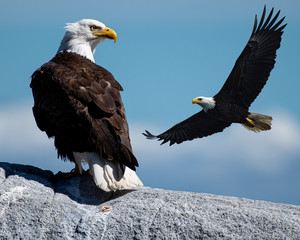 Bald Eagles