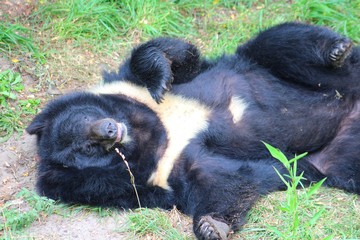 ours à collier dans son parc au zoo