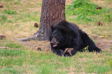 Obraz na płótnie Canvas ours à collier dans son parc au zoo
