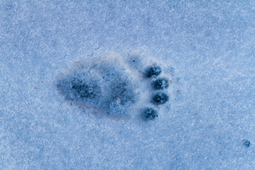 Bear Footprint in Fresh Snow