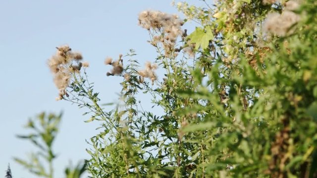 Closeup of Creeping Thistle (Cirsium arvense, Canadian thistle, corn thistle, cursed thistle) feathery pappus and overblown flowers in their natural habitat at the end of the summer, early fall