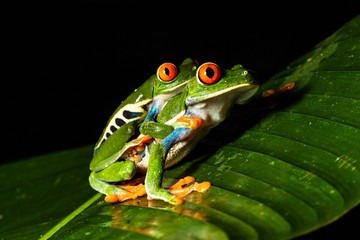 Red-eyed Tree Frog (Agalychnis callidryas), Costa Rica