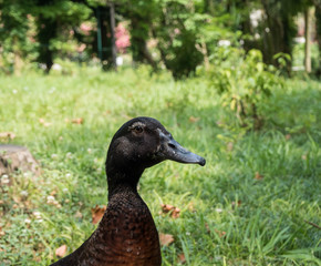 Black duck on background of green grass. Park Arboretum. Russia Sochi