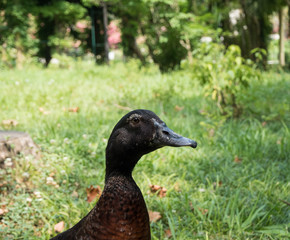 Black duck on background of green grass. Park Arboretum. Russia Sochi