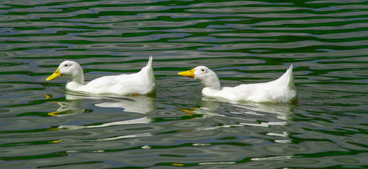Obraz premium Group of large white broiler, pekin, peking, aylesbury, american ducks on a lake in a row, close up water level view, showing white feathers and yellow beaks.