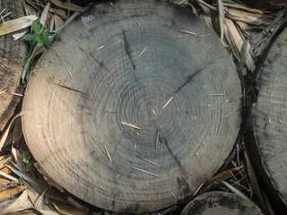 A beautiful saw cut down of a tree in a park on ground by day