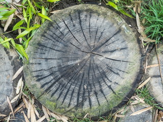 A beautiful saw cut down of a tree in a park on ground by day