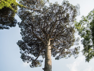 Tall tree with a large crown. Park Arboretum.
