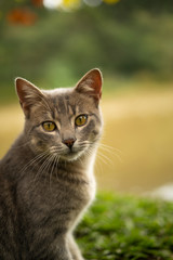 Cute cat on the grass outdoors backlit