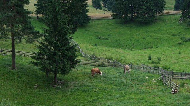  Cows graze natural grass in mountain environment - (4K)