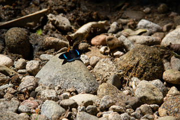 Borboleta Preta e Azul