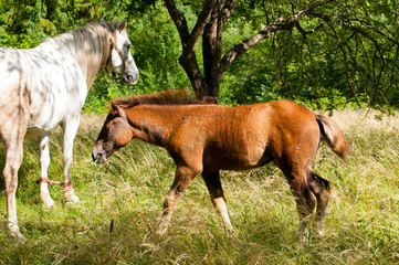 Obraz na płótnie Canvas white mare with chestnut foliage in the mountains of a beautiful sunny day