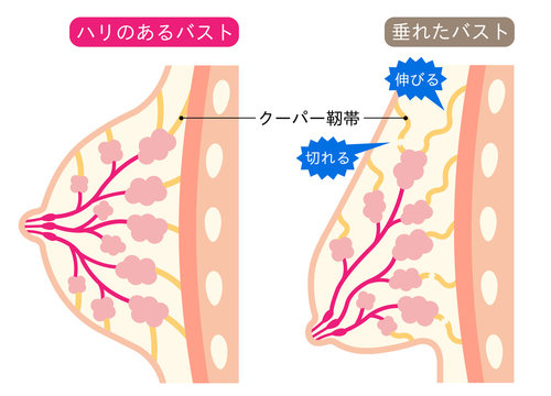 最適な 垂れ乳 画像 ストック写真 ベクター Adobe Stock 最適な 垂れ乳 画像 ストック写真 ベクター Adobe Stock