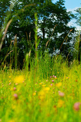 close up view of british wildflowers including commin poppy, borage, chamomile, yellow, daisys and forget-me-nots.