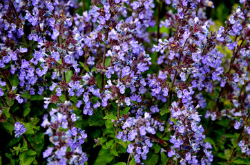 beautiful purple flowers.blue flowers in the garden