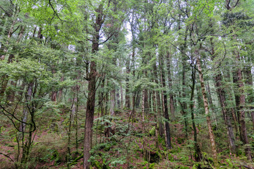 Obraz premium thick lush rainforest in Fiordland New Zealand
