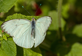 Close-up of Great Southern White Butterfly, Arizona Desert