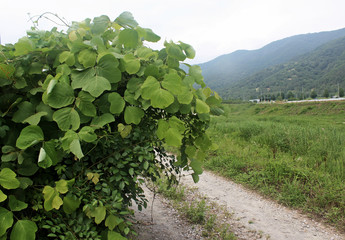 칡덩굴