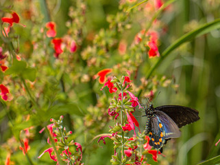 Pipevine Swallowtail Butterfly on Red Salvia Flowers in Arizona Desert