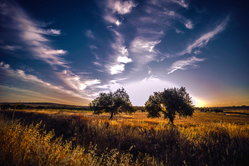 Fototapeta premium amanecer con dos árboles