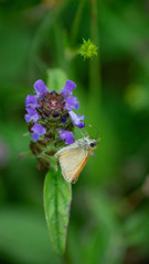 British Butterfly, hairstreak, copper, orange and brown wings Pollinating purple, blue and green wildflower