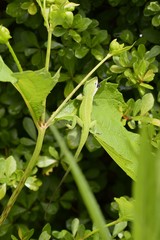 A green lizard munches on a bumble bee on a leaf in a seaside garden.