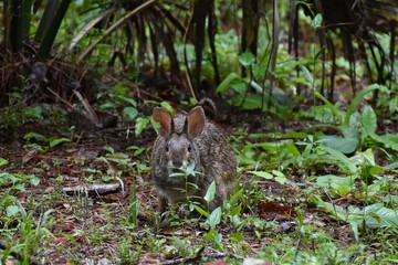 A wild rabbit peeks out at visitors in a hidden cemetery on a southern plantation. 