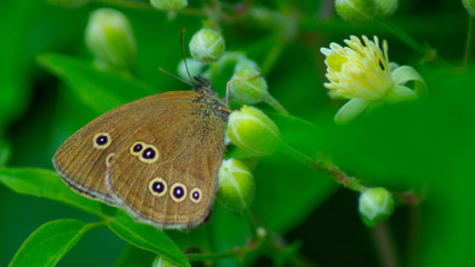 Large Heath, Coenonympha tullia, butterfly close up marco shot on yellow wildflowers