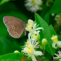 Large Heath, Coenonympha tullia, butterfly close up marco shot on yellow wildflowers