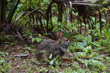A wild rabbit peeks out at visitors in a hidden cemetery on a southern plantation. 