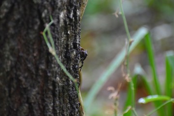 A fiddler crab hides on the bark of a tree at a southern plantation.
