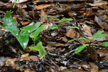 A dark fiddler crab hides among fallen leaves on the forest floor of a southern plantation.