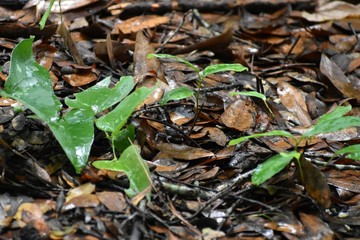 A dark fiddler crab hides among fallen leaves on the forest floor of a southern plantation.