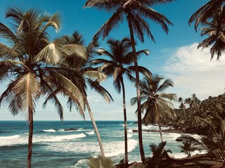 Naklejka na ściany i meble palm tree on the beach