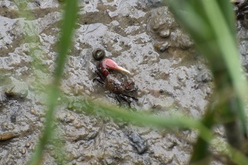 A red and black fiddler crab walks through the mudflats of a southern salt marsh at low tide.