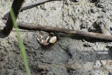 A light colored fiddler crab walks along the mudflats of a southern salt marsh at low tide.