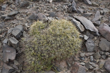 Pequeños cactus agrupados