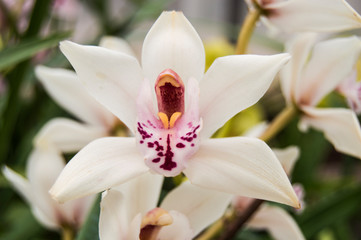 White orchid flower with pink middle in greenhouse