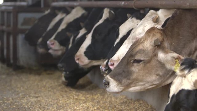 餌を食べる牛