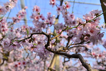 In full bloom in the peach blossom