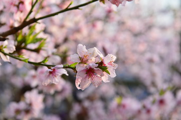 In full bloom in the peach blossom