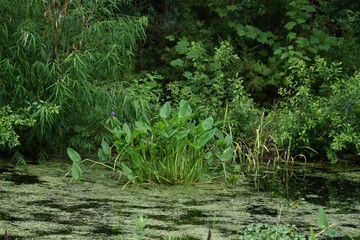 Lilies growing in a still black water swamp.