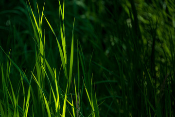 green reeds in marsh
