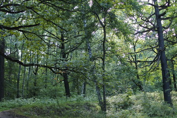 Deciduous forest. Landscape in green tones. Forest of Central Europe.