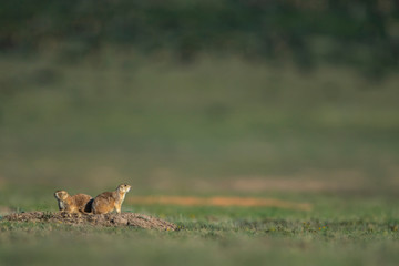 Mexican Prairie Dog