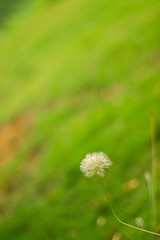 dandelion in grass